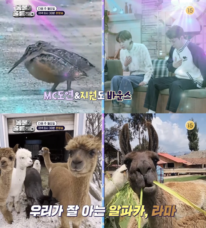 장도연, 녹화 도중 오열...안타까운 '반려견 사고' 충격 영상에 은지원…
