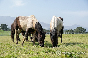 농식품부, 말산업 육성…