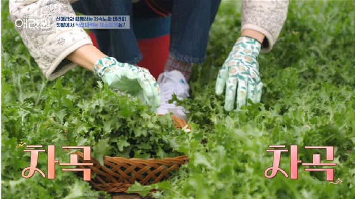 콜레스테롤·혈당 낮추는 치커리, '이것' 예방에 좋다는 연구결과도…