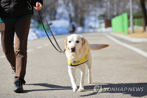 지난 20일 경기 용인시 삼성화재 안내견 학교에서 만난 안내견 조이. [삼성화재 안내견학교 제공. DB 및 재판매 금지] 2025.2.22.