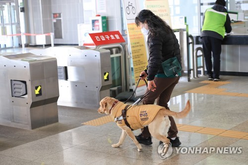 지난 20일 훈련견 '바다'가 훈련사의 말에 따라 지하철 개찰구를 찾는 모습. [삼성화재 안내견학교 제공. DB 및 재판매 금지] 2025.2.22.