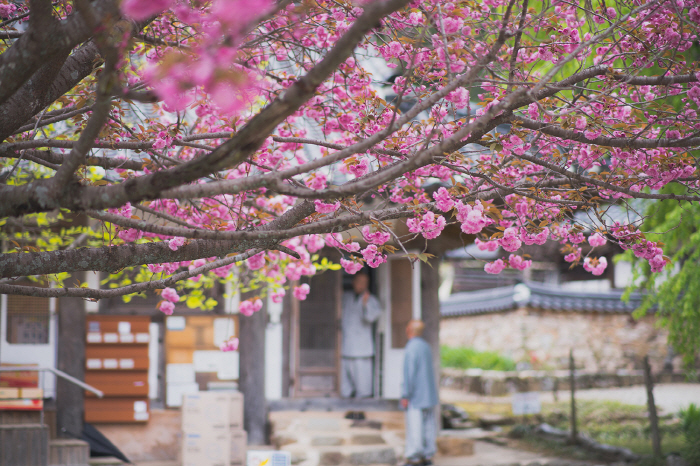 '매화, 동백, 유채' 꽃바람 살랑…겨울잠 깬 꽃망울, 봄이 왔나 봐요