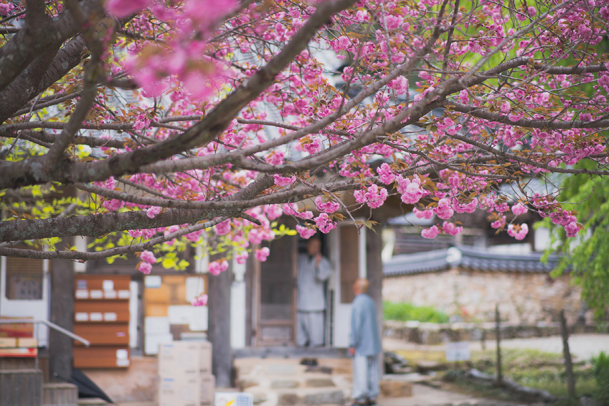 '매화, 동백, 유채' 꽃바람 살랑…겨울잠 깬 꽃망울, 봄이 왔나 봐요