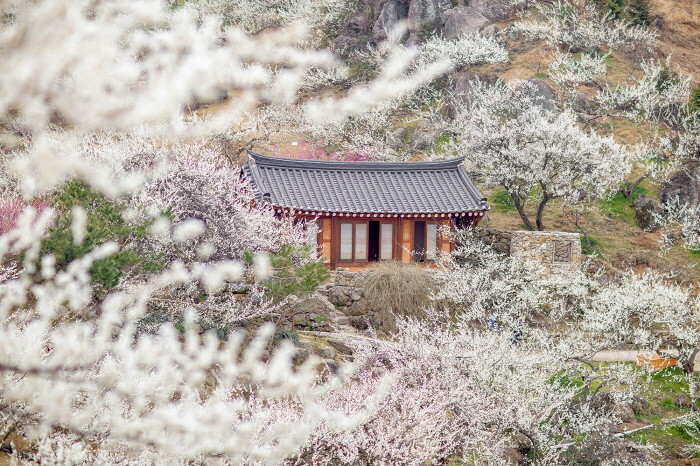 '매화, 동백, 유채' 꽃바람 살랑…겨울잠 깬 꽃망울, 봄이 왔나 봐요