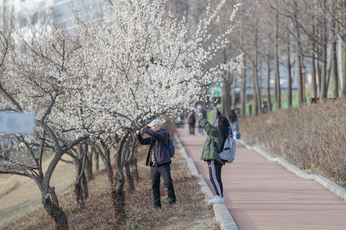 '매화, 동백, 유채' 꽃바람 살랑…겨울잠 깬 꽃망울, 봄이 왔나 봐요