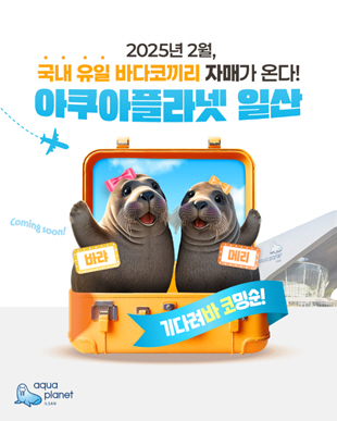 바다코끼리 바랴-메리 상봉…아쿠아플라넷, 기념 프로모션 진행