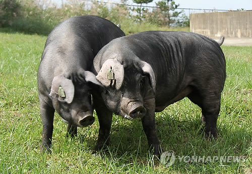 (수원=연합뉴스) 농촌진흥청이 제주 재래 흑돼지와 유럽의 랜드레이스 돼지의 교배를 통해 육성에 성공해 고기 맛은 물론이고 번식력도 뛰어난 국산 흑돼지 '난축맛돈'. [연합뉴스 자료사진]