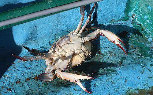 (울진=연합뉴스) 황수빈 기자 = 지난 23일 경북 울진항에서 문어 대신 잡힌 꽃게. 2024.12.24 hsb@yna.co.kr