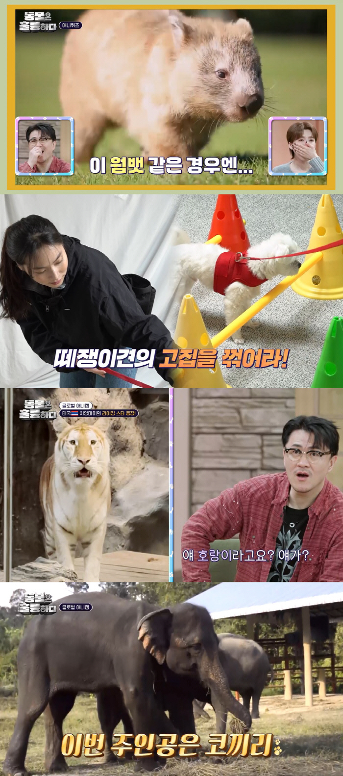 ‘동물은 훌륭하다’ 웜뱃→호랑이 자매, 글로벌 스타 동물 총출동