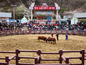 창녕군, 전국 민속소힘겨루기대회 3월 26일 개최