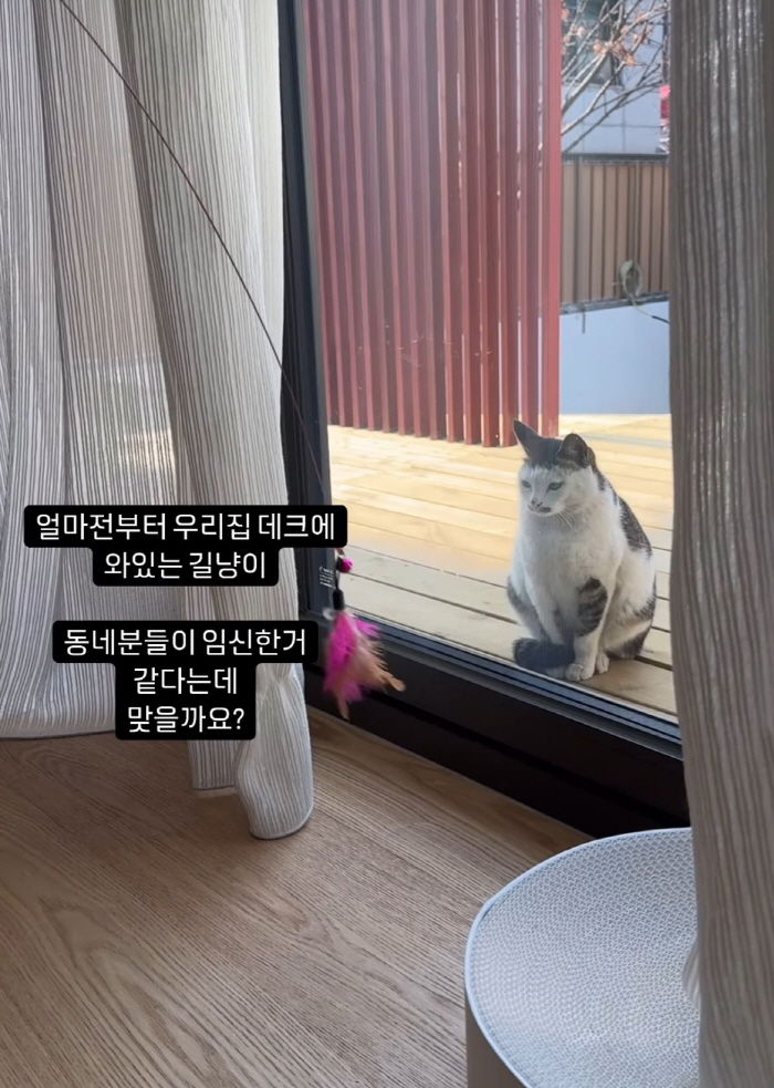 ‘4살 연하♥’ 서동주 “임신한 거 같다고” 깜짝 소식..알고 보니 고양…