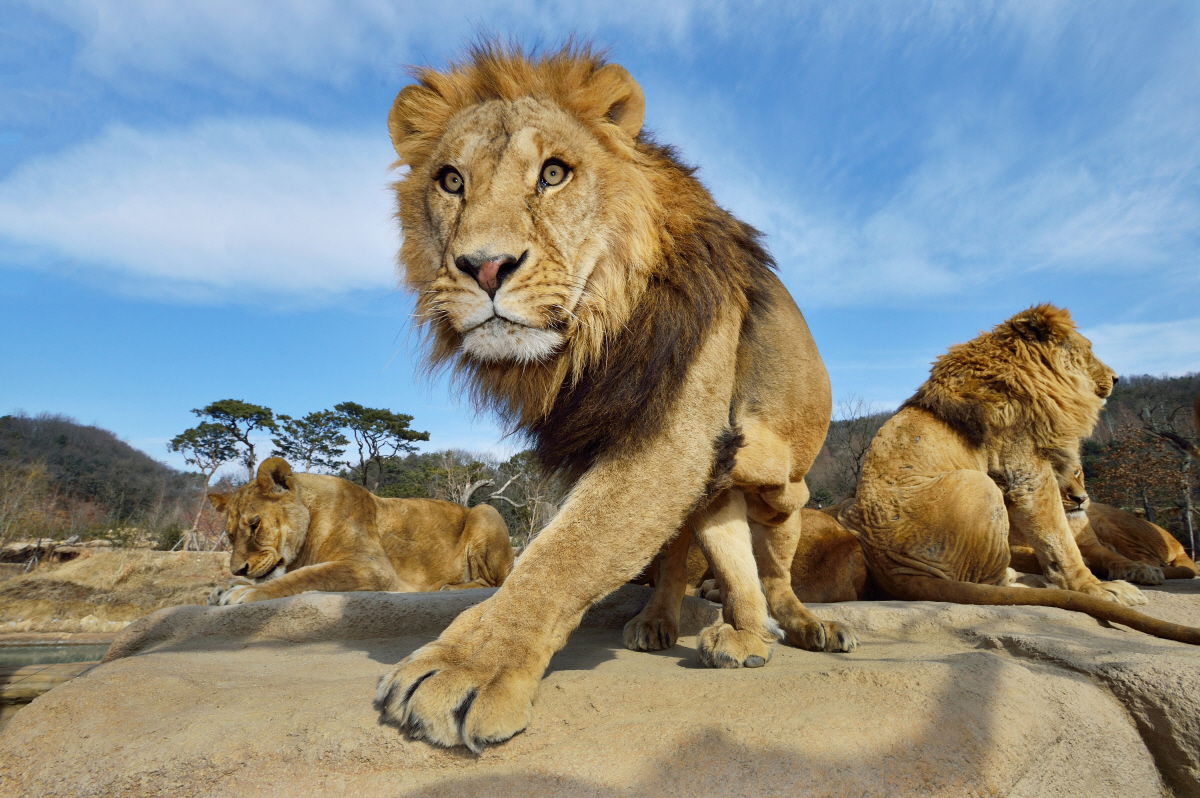 "새로운 사파리를 경험하라" 에버랜드, 리버 트레일 어드벤처 오픈
