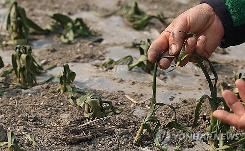 (의성=연합뉴스) 윤관식 기자 = 경북 의성군 대형 산불 발생 이틀째인 23일 의성군 안평면의 한 마늘밭에서 주민이 산불 열기에 말라버린 마늘을 살펴보고 있다. 2025.3.23 psik@yna.co.kr