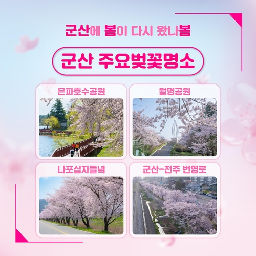 '벚꽃 필 땐 군산으로' 군산시, 벚꽃 인증샷 이벤트