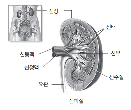 [신장암 Q&A] 흡연자 발생 위험 30~50% 증가…대부분 증상 없이 발견