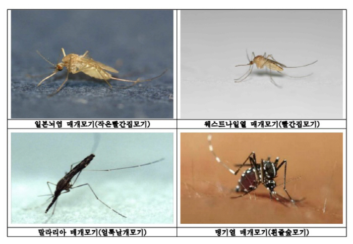 아니 벌써?…이달 말부터 전격 '모기 감시' 돌입