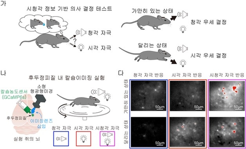 달리기 할 때 못 듣는 이유는…뇌의 감각정보 조절 때문