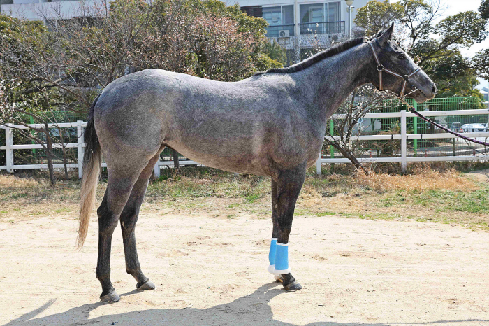 [경마]왕관의 주인공을 찾아라! 제6회 루나스테이크스 승자는