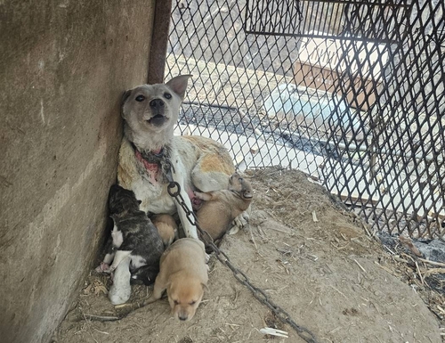 [동물권행동 카라 제공. 재판매 및 DB 금지]