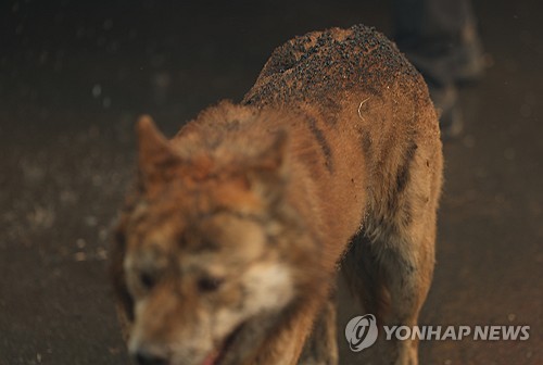 (의성=연합뉴스) 윤관식 기자 = 경북 의성군 산불 발생 나흘째인 지난 25일 의성군 단촌면 하화1리에 산불 불씨로 인한 화재가 발생한 가운데 주인이 풀어놓은 개가 그을린 채 배회하고 있다. 2025.3.29 psik@yna.co.kr