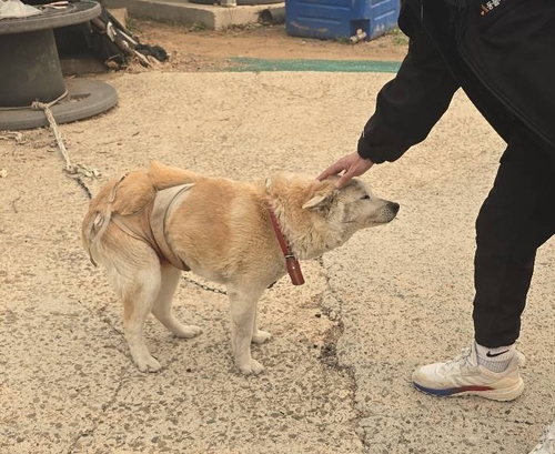 [동물자유연대 제공. 재판매 및 DB 금지]