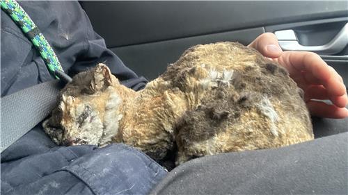 [동물자유연대 제공. 재판매 및 DB 금지]