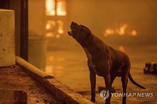 [AP=연합뉴스 자료사진]