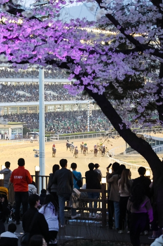 "조금 더 차분하게, 봄의 낭만은 그대로" 렛츠런파크 서울 벚꽃축제 축소 시행