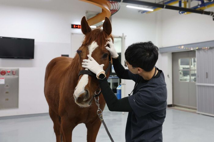 [경마]극심한 산불 피해, '소똥구리 영양사' 포나인즈도 렛츠런부경 대피