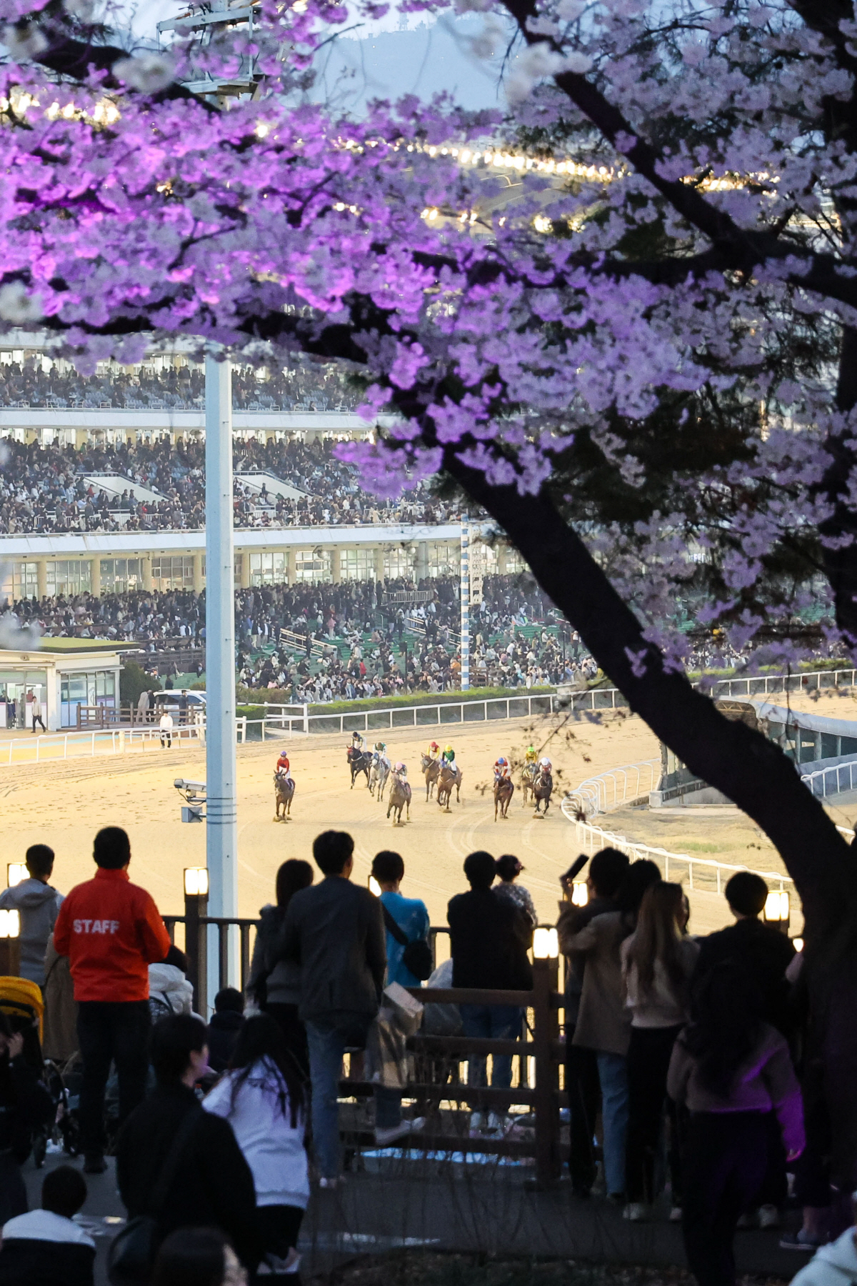 [경마]렛츠런파크 서울 벚꽃축제 축소 시행