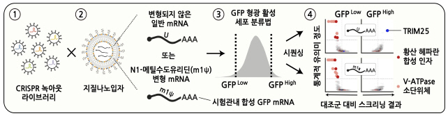 IBS 연구진, mRNA 백신 작동원리 규명