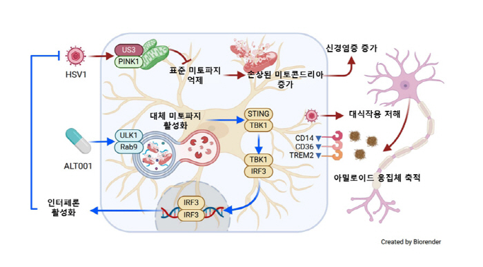 "바이러스 감염이 알츠하이머 가속화"…새로운 치료 후보물질 'ALT001' 효과 확인