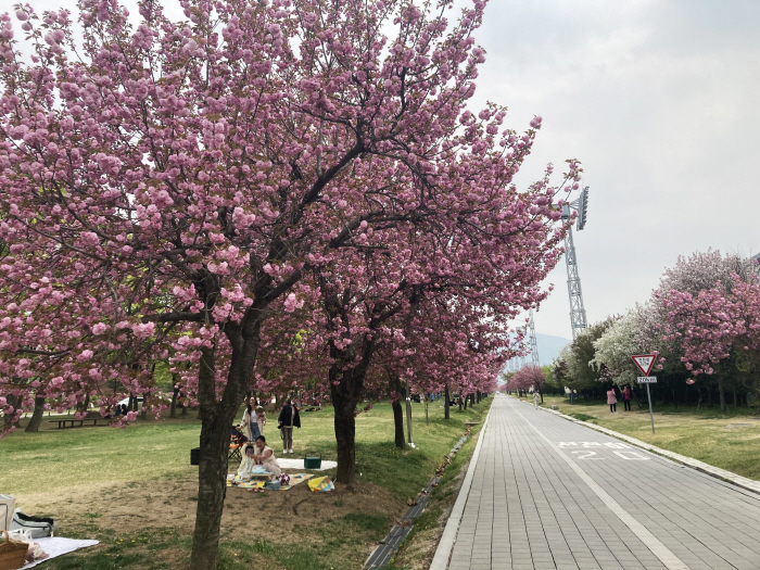 [경정]'겹벚꽃' 장관, '봄나들이 명소' 미사경정공원으로 오세요