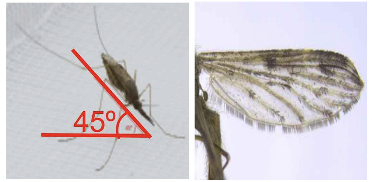 이달 제대 군인 말라리아 환자 2명 발생…접경지역 군 장병 전역 후 무료…