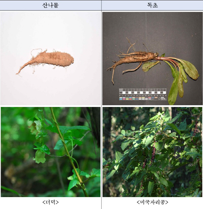 봄철 맞아 산나물로 알고 독초 섭취 피해 ↑…구별법은?