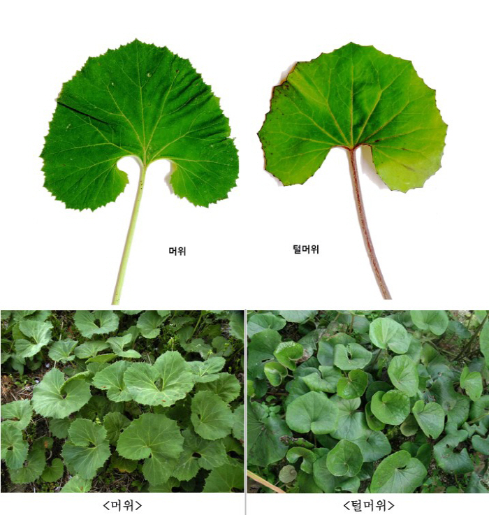 봄철 맞아 산나물로 알고 독초 섭취 피해 ↑…구별법은?
