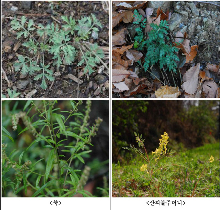 봄철 맞아 산나물로 알고 독초 섭취 피해 ↑…구별법은?