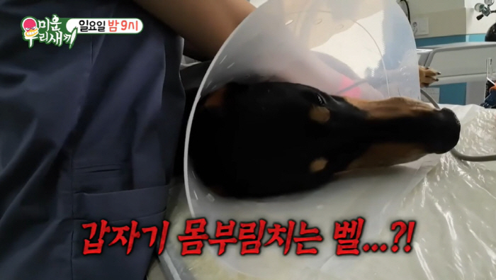 배정남 반려견, 커다란 혹 '악성종양'이었다..."전신마취, 쇼크로 위험…