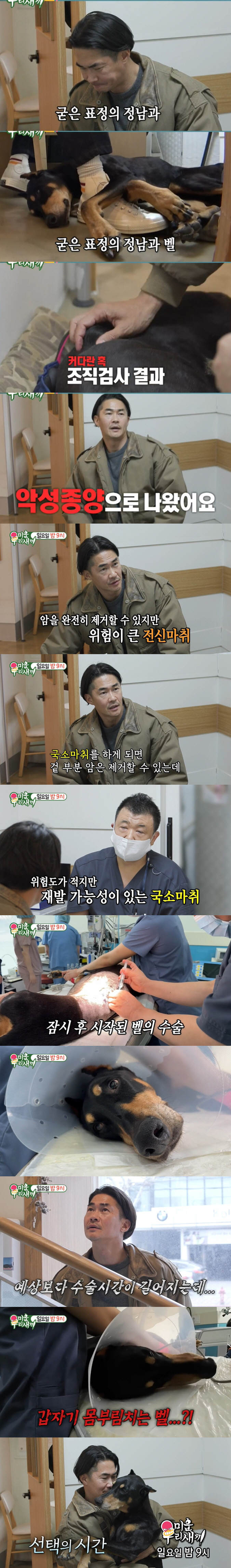 배정남 반려견, 커다란 혹 '악성종양'이었다..."전신마취, 쇼크로 위험…
