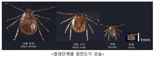 야외활동 시 SFTS 옮기는 참진드기 주의…질병청, 감시 시작