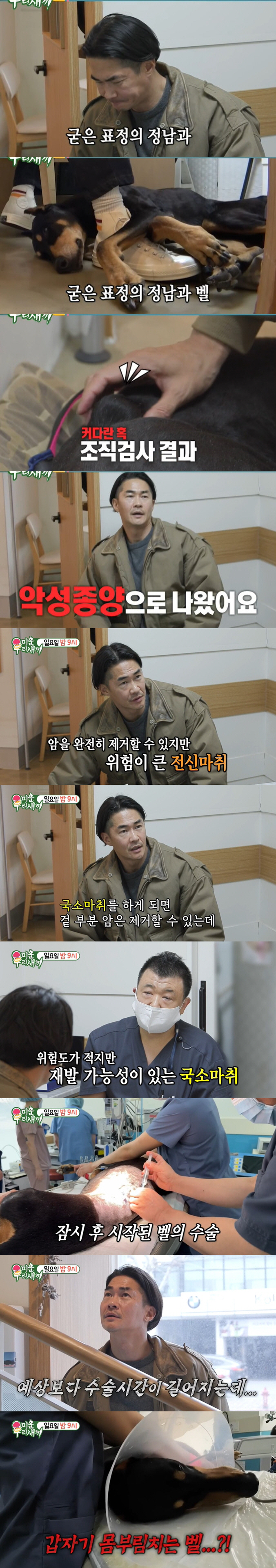 배정남, 12살 반려견 악성종양 발견..."수술 중 쇼크로 무지개 다리 …