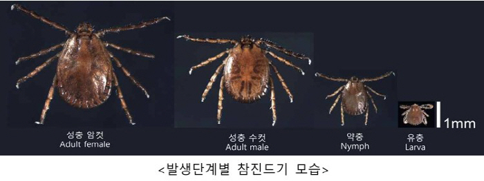 "중증열성혈소판감소증후군 매개 '참진드기 주의보'…백신·치료제 없어"