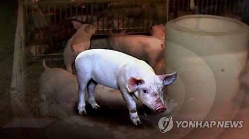무안 돼지농장서 구제역 3건 추가 발생…19건으로 늘어