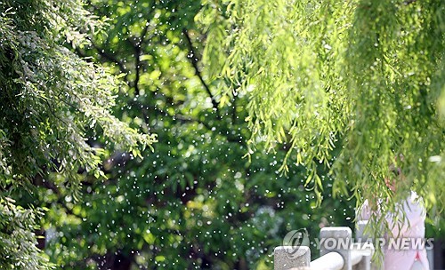 "알레르기 유발 꽃가루 과거보다 일찍, 짧게 날려"