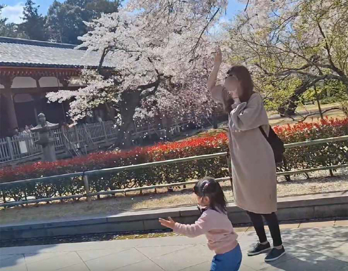 '꽃비 사진 찍으려고' 벚꽃 나뭇가지 마구 흔들어, 어디 관광객이길래?