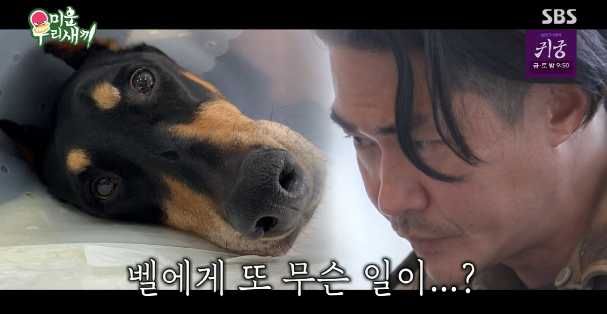 배정남 12살 반려견, 전신마비 이어 악성종양..."재발만 안 되길"(미…