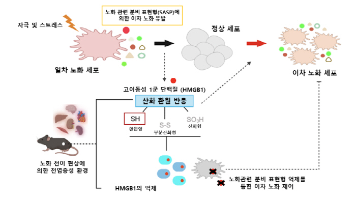 노화된 세포, 몸 전체로 전이되는 이유 세계 최초 규명