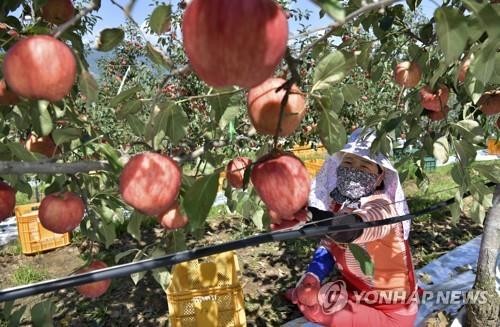 장수군 농특산물 온라인 쇼핑몰 '가정의 달 25% 할인' 행사