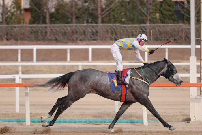 [경마]'암말들의 빅매치' 제36회 뚝섬배 제패할 여왕은