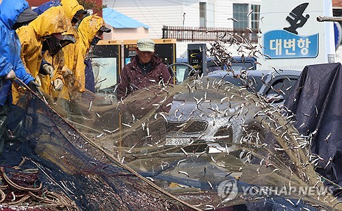 봄 멸치 맛보세요…부산 기장 멸치 축제 개막